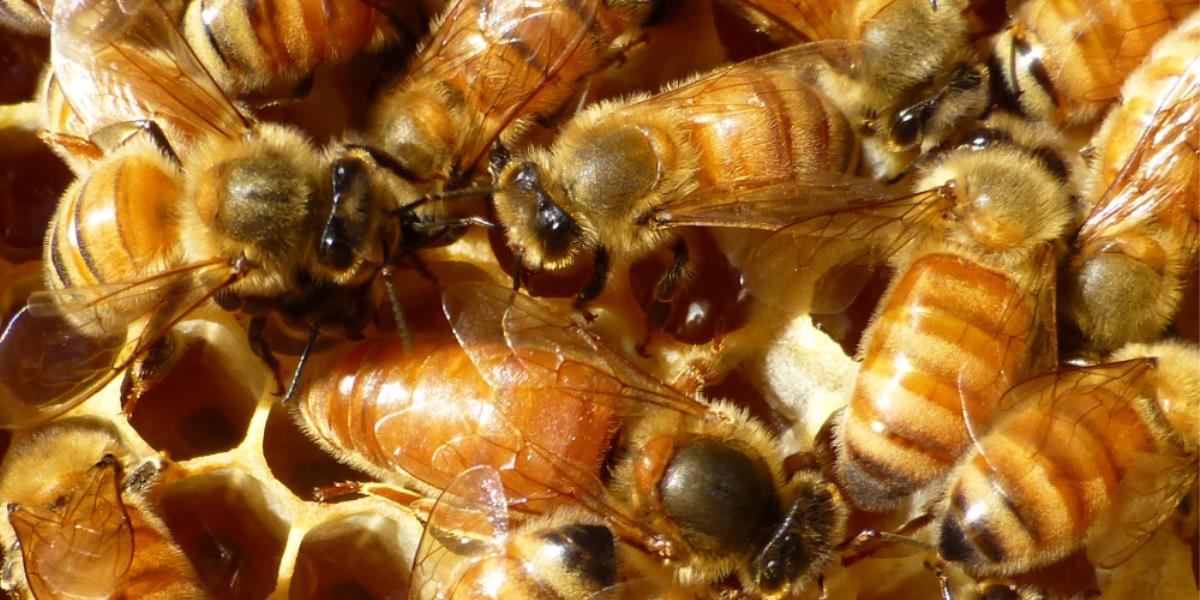 Mated Queen Bees