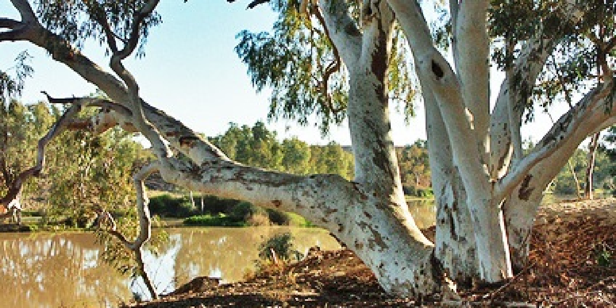 River Gum