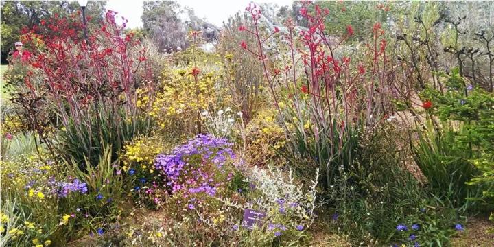 Weeds & Wildflower Honey